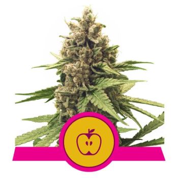 RQS Organic Rolling Papers - Royal Queen Seeds