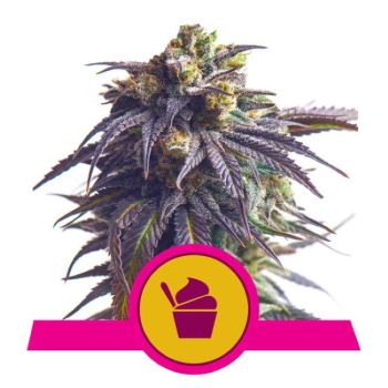 RQS Organic Rolling Papers - Royal Queen Seeds